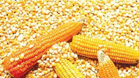 Maize was procured from only 311 farmers
