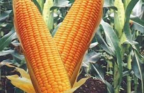Maize.jpg