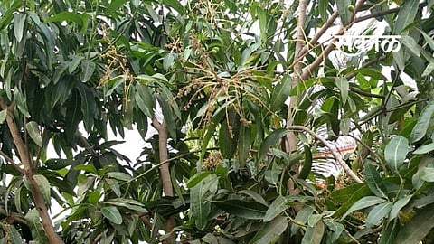 Mango Tree