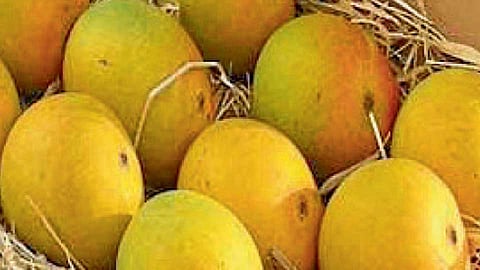 Mango