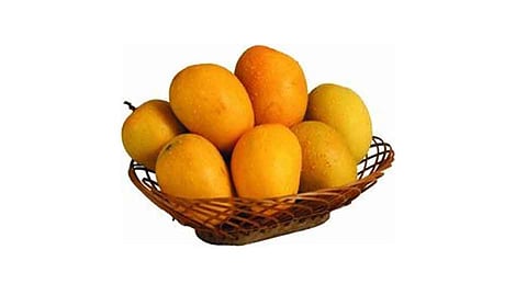 Leaders Quiet On Mango Cashw Nut Rate Farmers Question