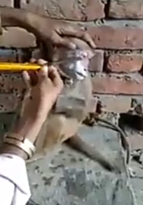 Monkey beard video goes viral on social media