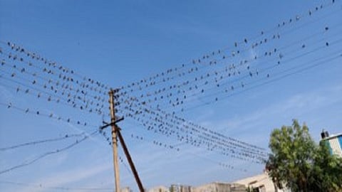 all birds are coming togather in amravati gurujis home