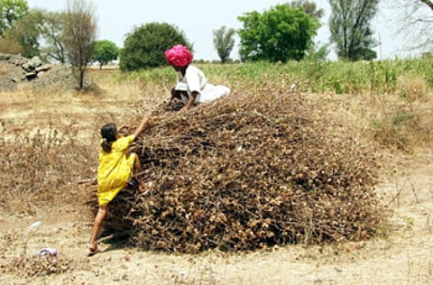 Loss of field cotton in Shevgaon taluka