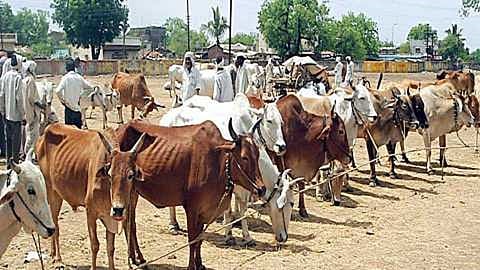 Now animals will be bought and sold online