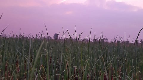 Onion crop endangered due to unseasonal rains and cloudy weather