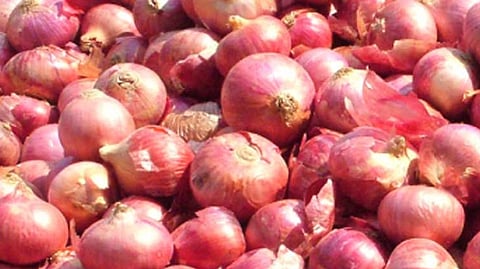 onion crop