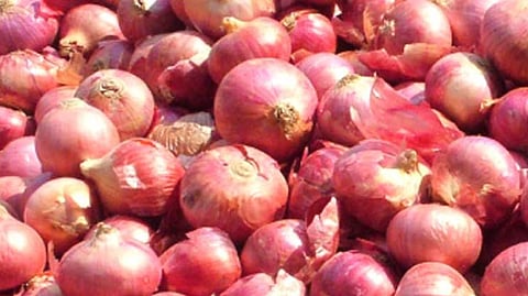 onion crop