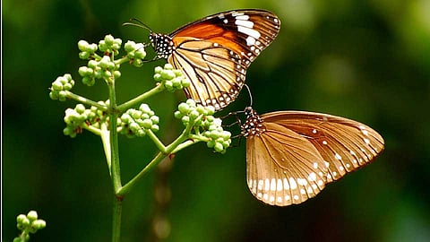 भाष्य : वैविध्य जपले, तरच समृद्धी