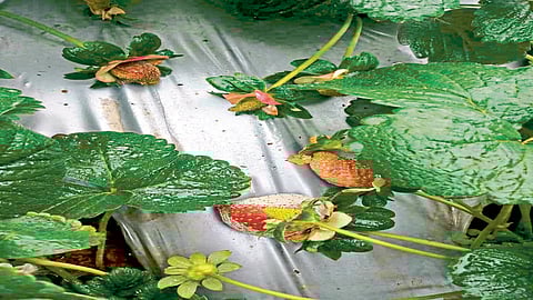 Video महाबळेश्वर : लालचुटुक स्ट्रॉबेरी महागणार