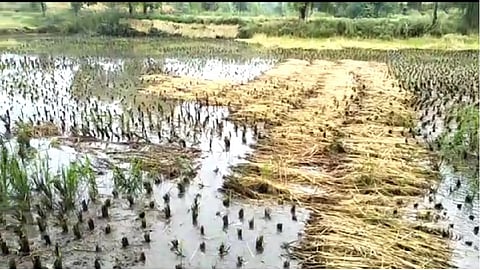 पालघरमध्ये परतीच्या पावसाने शेतकरी हवालदिल, उभे पिके आडवी