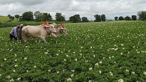 Satara