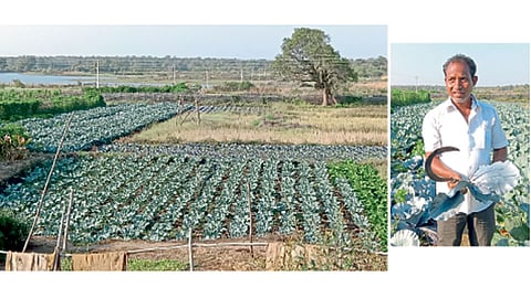 चंद्रपूर जिल्ह्यातील पांडुरंग कोकोडे यांनी विविध भाजीपाला लागवडीतून समृद्धीकडे वाटचाल सुरू केली आहे.
