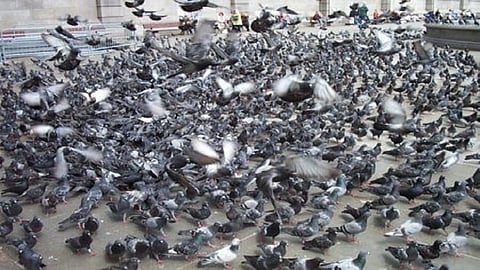 Man in Yavatmal  district feeding food to crows from last 15 years