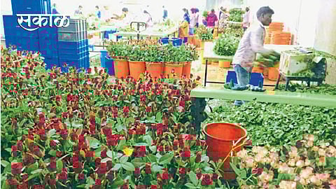 येळसे - गुलाब फुलांची तोडणी केल्यानंतर पॅकिंगची कामे करताना कामगार.