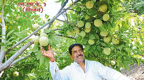 सीताफळ पेटंटच्या लढ्याला यश