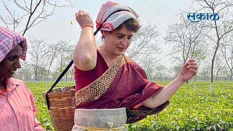 priyanka gandhi assam tea garden