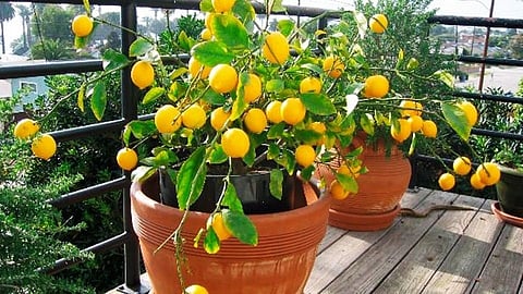 can put a lemon tree in the pot tips marathi news