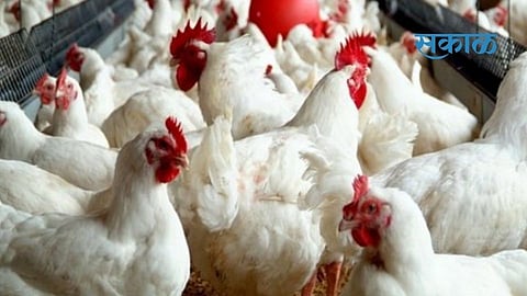 मंचर : पोल्ट्री व्यवसायिकांना 'अच्छे दिन' येणार, कारण...
