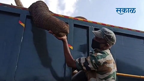 tamilnadu elephant death forest ranger