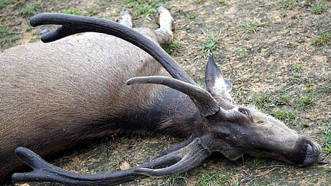 चंद्रपूर जिल्ह्यात अज्ञात वाहनाच्या धडकेत सांबर ठार