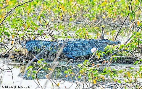 Seeing Crocodile Again