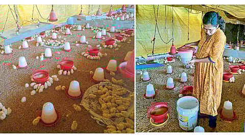 आपल्या पोल्ट्री फार्ममध्ये काम करताना शैला शिंदे