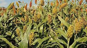 Sorghum