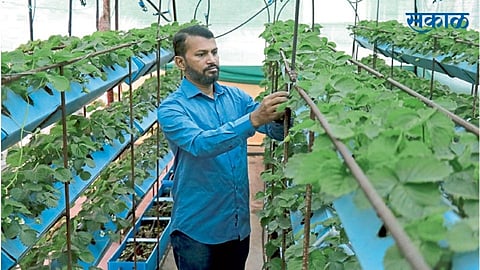 थेरगाव : श्रीकृष्ण कॉलनी येथे टेरेसवर दमदार आलेली स्ट्रॉबेरीची शेती.