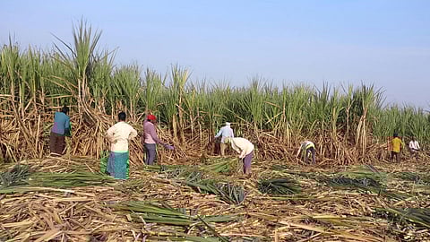 Sugarcane-Cutting-Worker