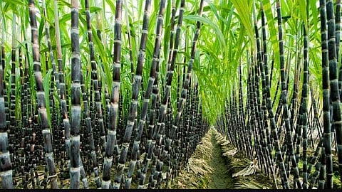Akola News: Farmers prefer sugarcane even in adverse conditions