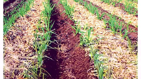 खोडवा उसाच्या अधिक उत्पादनासाठी एक आड एक सरीत पाचट आच्छादन व जमिनीलगत बुडखा छाटणी या बाबी महत्त्वाच्या आहेत.