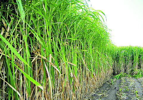 Sugarcane
