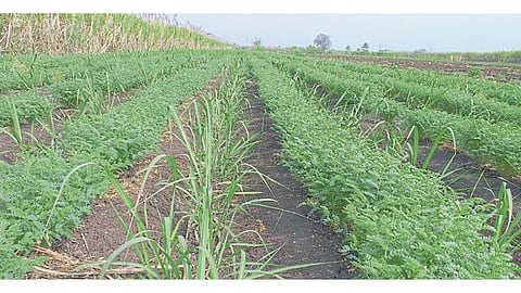 सच्छिद्र निचरा प्रणाली तंत्र उभारणीनंतर ऊस व त्यात फुललेला हरभरा.