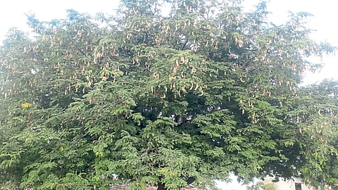 दुष्काळी माण तालुक्यात चिंचेमुळे शेतकऱ्यांच्या आयुष्यात गोडवा