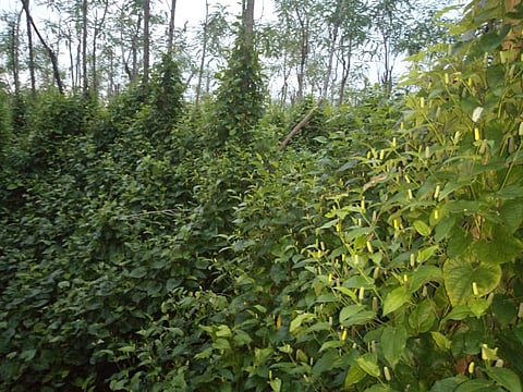 The crop is on the verge of extinction due to the continuous outbreak of certain diseases on the rare leaf Pimpri and leaf garden in Panaj.jpg