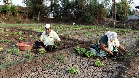 The family members of farmer have to work in the Farm due to lack of labor during lockdown.jpg