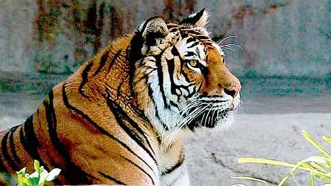 maneater tigress