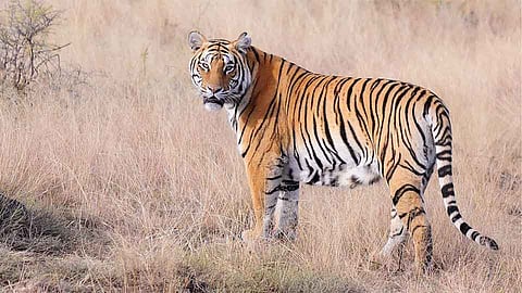 Locals are scared as a tiger was seen on Nagar Nashik Road
