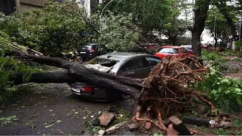निसर्गाचं रौद्ररुप! गेल्या दोन महिन्यांत कोसळली तब्बल 'इतकी' हजार झाडं