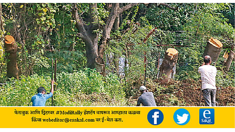 स. प. महाविद्यालय - भाजप उमेदवारांच्या प्रचारासाठी पंतप्रधान नरेंद्र मोंदी यांची गुरुवारी सभा होणार आहे. या सभेसाठी मैदानातील कापलेली झाडे.