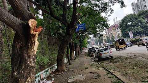 The possibility of criminal prosecution in case of Sinhagad road tree erosion