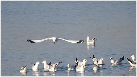 Ujani Birds