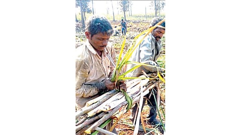 Visually impaired man harvesting sugarcane kolhapur marathi news