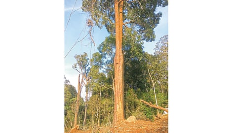 भूस्खलनाला न जुमानणारा नागचाफ्याचा वीरवृक्ष. (श्री शिवन् व श्री विष्णुदास यांच्या सौजन्याने.)