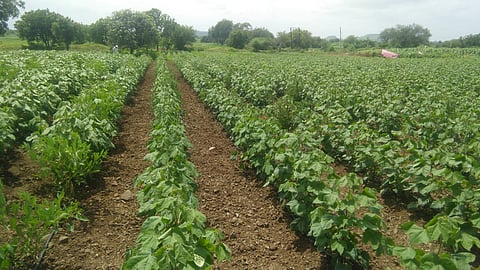 रोहिलागड : पावसाअभावी सुकू लागलेले कपाशीचे पीक.