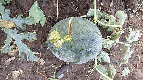 The merchant deceived the farmers