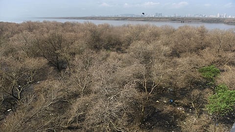 मुंबईच्या तटांवर पसरतेय रोगराई, कांदळवनांवर "हायब्लिया प्युएरा" रोगाचे थैमान