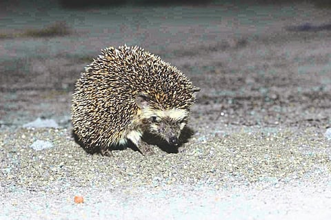 hedgehog