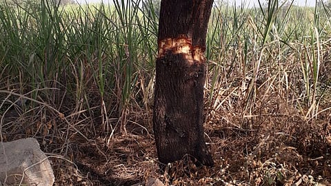 marathi news pune news Acacia tree environment